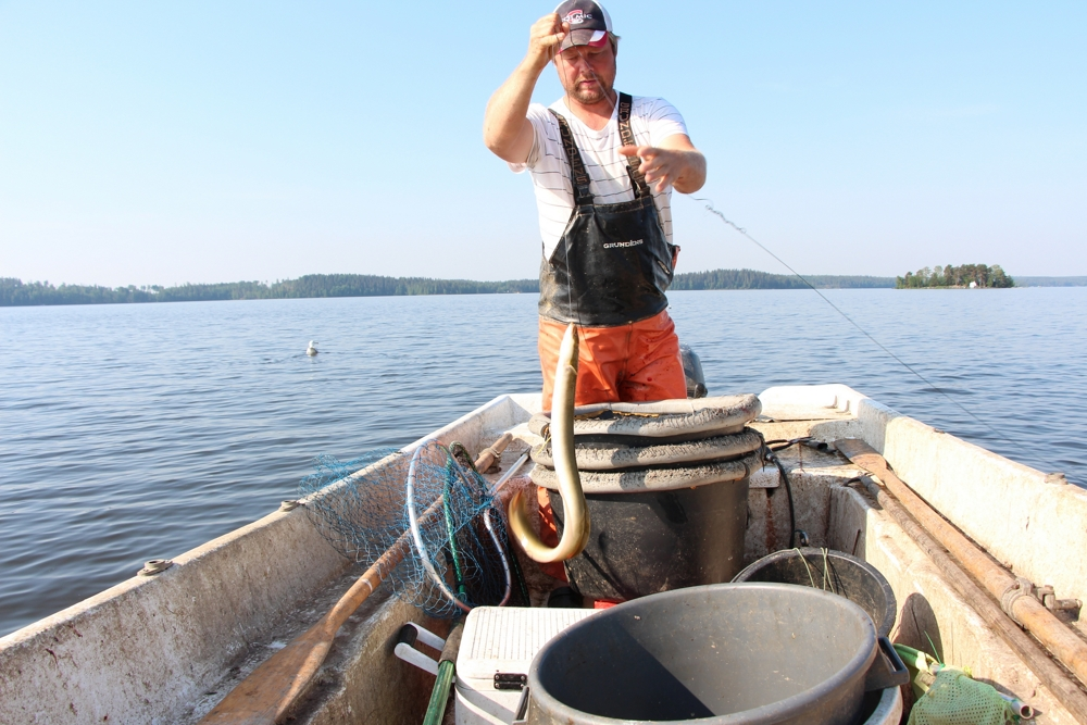 Ankeriasta kalastetaan kesäkuukausina varsinkin pitkälläsiimalla. Parhaimmillaan useampikiloiseksi kasvavaa lajia pyydetään myös ongella, katiskalla ja rysällä. Syötillä kalastavilla pyyntivälineillä kalastus kohdistuu pääosin kasvuankeriaisiin. Kuva Ismo Kolari.
